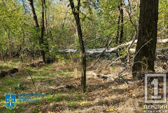 Дозволив вирубку у заповідній зоні на 34 млн грн: на Дніпропетровщині чоловік відповідатиме за службову недбалість4