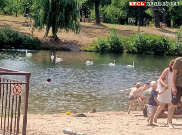 Шестеро лебедів відвідали пляж в парку Мершавцева в Кривому Розі