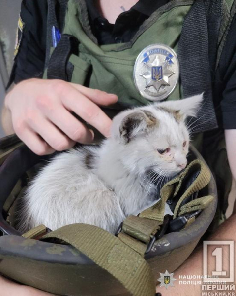 Маленькі життя важливі: у Кривому Розі поліцейська врятувала кошеня з-під завалів після обстрілу1