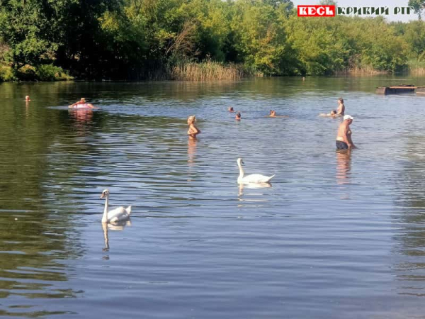 Білі лебеді на пляжі в парку Мершавцева в Кривому Розі