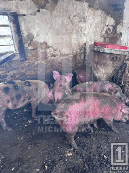 На Криворіжжі чоловік з ножем поранив п’ятьох людей і підпалив хлів: зупинити його зміг лише постріл поліцейського3
