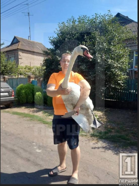 Не залишив напризволяще крилатого: у Кривому Розі врятували лебедя1