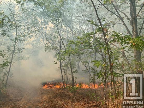 Окружна у вогні та диму: у Кривому Розі горів сухостій3