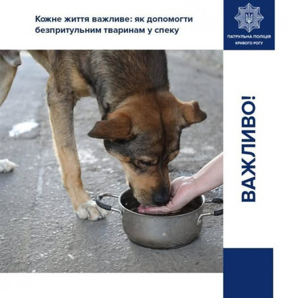 Спекотна погода небезпечна для тварин.  Як діяти, аби допомогти чотирилапим0