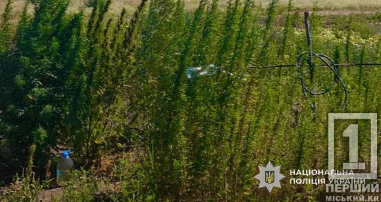 У Кривому Розі викрили плантацію конопель: поліцейські вилучили майже 600 кущів1