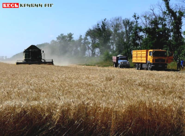 Збір зернових в Криворізькому районі у серпні 2025р.
