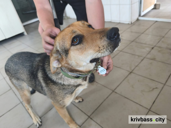 Чотирилапі чекають на нас: криворіжців запрошують на зустріч із вихованцями Центру поводження з тваринами1