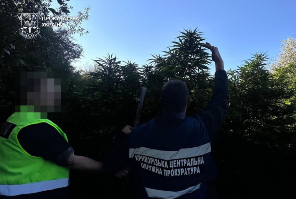 Криворізькі правоохоронці затримали трьох місцевих жителів, які виростили понад 400 кущів конопель0