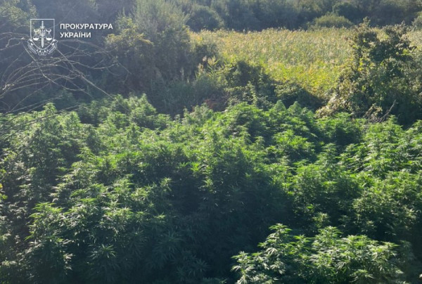 Криворізькі правоохоронці затримали трьох місцевих жителів, які виростили понад 400 кущів конопель1