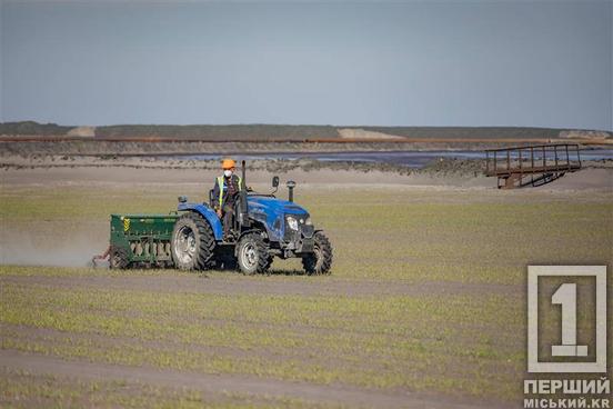 На Північному ГЗК Метінвесту засіють житом 75 гектарів хвостосховища1