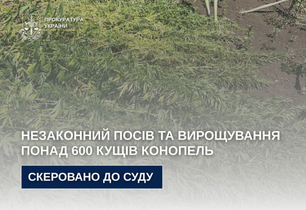 У Кривому Розі судитимуть місцевого жителя за незаконний посів та вирощування понад 600 кущів конопель0