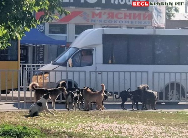 Зграя бродячих собак на Довгинцево в Кривому Розі