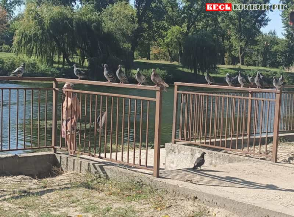 Зграя голубів на пляжі в парку Мершавцева в Кривому Розі