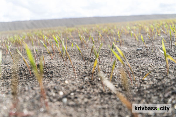 У Кривому Розі на Центральному ГЗК Метінвесту цьогоріч збільшили обсяги застосування зелених технологій2