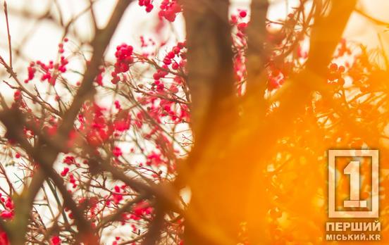 Цьогоріч осінь нас балує: у Кривому Розі минулої доби встановлено новий температурний рекорд