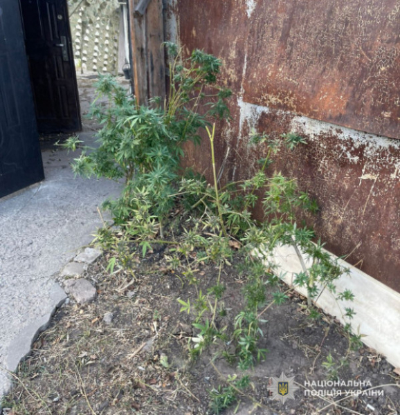 На Дніпропетровщині викрили правопорушника, який виростив 77 кущів конопель1