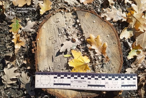 Неподалік від Кривого Рогу у лісосмугах вирублено понад 200 дерев на загальну суму понад 1 млн грн1