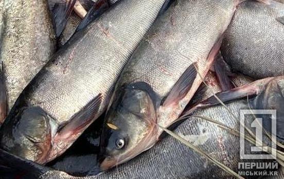 Побачили рибпатруль – і в кущі: на Криворіжжі браконьєри поспіхом кинули майже 300 кг риби