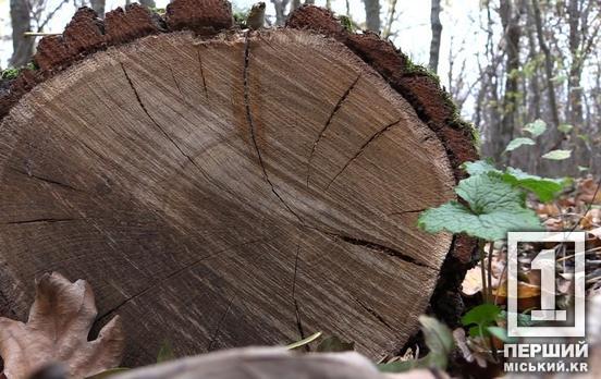 Контролюватимуть шлях від лісосіки до кордону: в Україні запустили Електронний кабінет експортера деревини