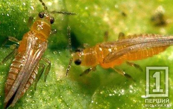 На імпортованому в Україну листі салату виявили небезпечних шкідників: вантаж з Італії знищили