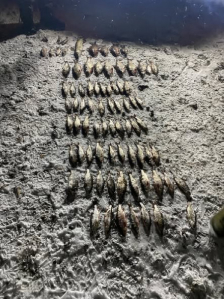 Потрапив на гачок правоохоронців: на Інгульці спіймали рибалку – браконьєра з незаконним уловом на суму понад 130 тисяч гривень1