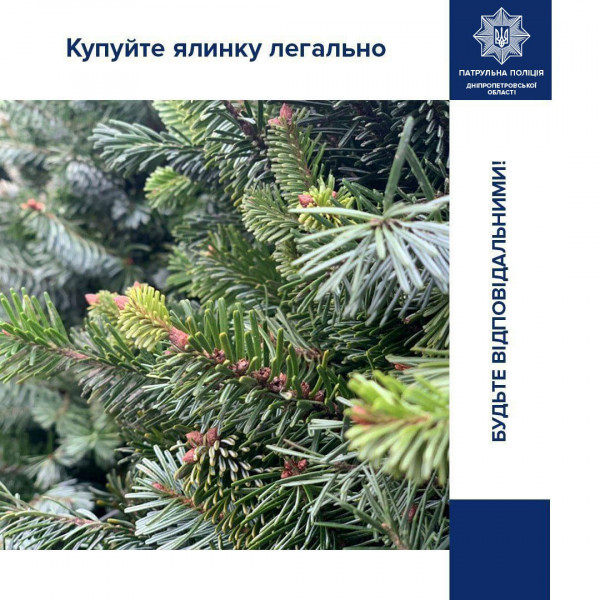 Сезон новорічних ялинок розпочався: як не потрапити у халепу, купуючи натуральне хвойне деревце0