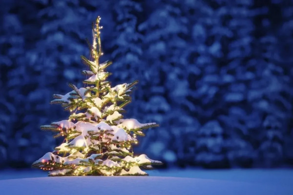 В Україні утричі збільшили штрафи за незаконну вирубку новорічних ялинок0