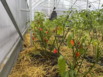 Від бухгалтерії до чилі: жителька Кривого Рогу вирощує вдома найгостріші перці світу2