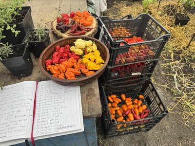 Від бухгалтерії до чилі: жителька Кривого Рогу вирощує вдома найгостріші перці світу5