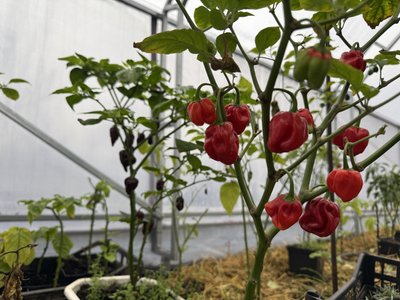 Від бухгалтерії до чилі: жителька Кривого Рогу вирощує вдома найгостріші перці світу4