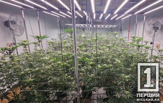 Вклав мільйони у конопляну ферму «для всієї області»: затримано наркоділка з Дніпра