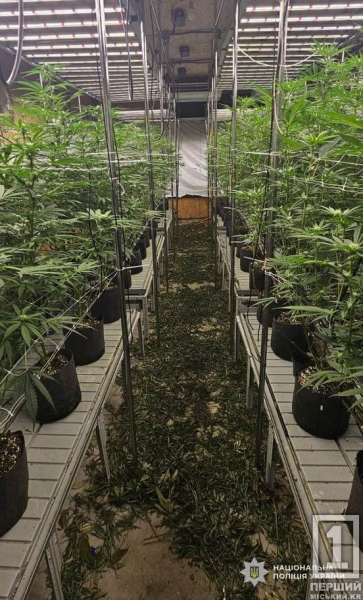 Вклав мільйони у конопляну ферму «для всієї області»: затримано наркоділка з Дніпра1