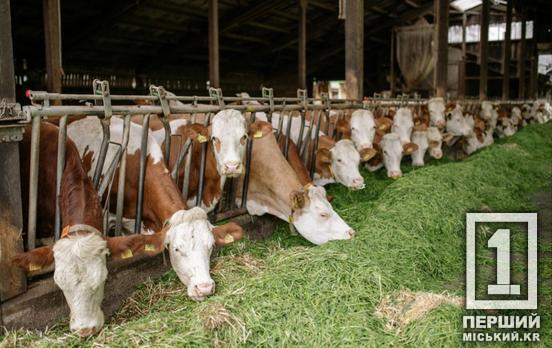 Фермери Криворіжжя отримають держпідтримку: уряд запускає нову програму розвитку тваринництва