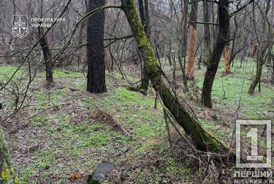 Майже пів тисячі зрубаних дерев: на Дніпропетровщині посадовців підозрюють у мільйонних збитках державі1