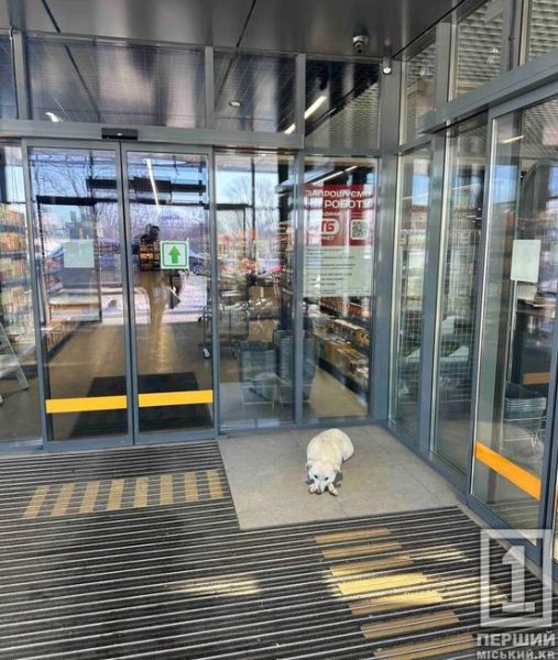 Поштовх дала надто морозна зима: Україна може оновити правила перебування тварин у магазинах і не тільки1