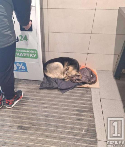 Поштовх дала надто морозна зима: Україна може оновити правила перебування тварин у магазинах і не тільки3