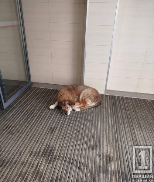 Поштовх дала надто морозна зима: Україна може оновити правила перебування тварин у магазинах і не тільки5