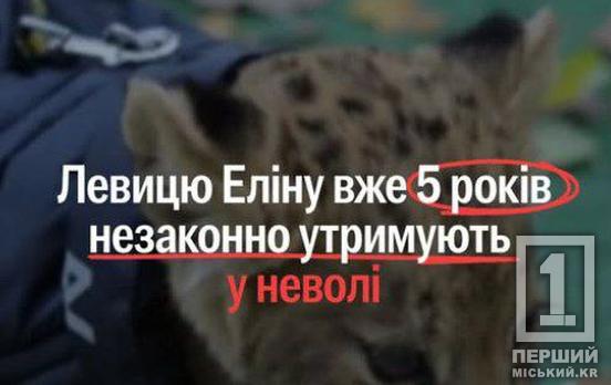 Тварини не тікають від тих, хто їх любить: зоозахисники вимагають вилучити левицю у Кривому Розі