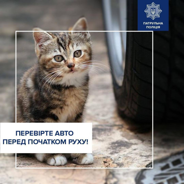 Увага, водії! Узимку під капотом авто ховаються коти та собаки0