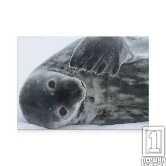 30 років досліджень на крижаному материку: «Укрпошта» випустить нову марку на честь ювілею станції «Академік Вернадський»2