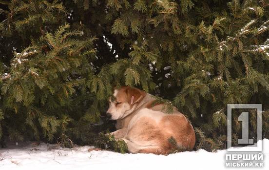 Тепло для тварин – безпека для людей: у Мінекономіки пояснили, як бізнесу допомагати чотирилапим у морози