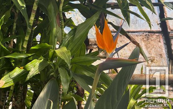 Екзотика після зими: у Кривому Розі зацвіли «райські пташки» та примхливі азалії