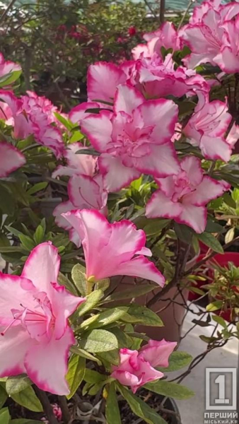 Екзотика після зими: у Кривому Розі зацвіли «райські пташки» та примхливі азалії4