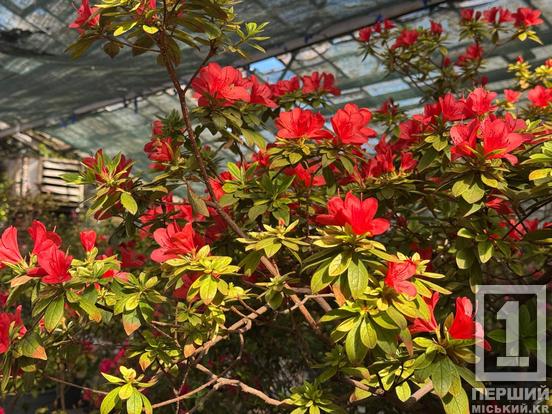 Екзотика після зими: у Кривому Розі зацвіли «райські пташки» та примхливі азалії2