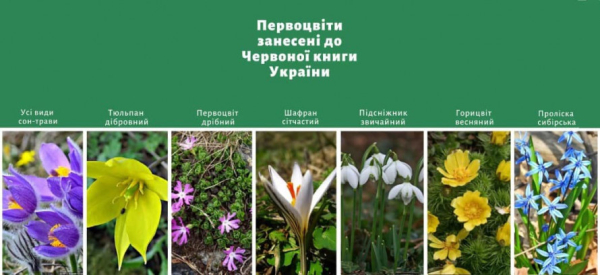 Краса не для букета: за які весняні квіти криворіжців штрафуватимуть1