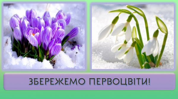 Первоцвіти під охороною - фото ілюстративне з відкритих джерел