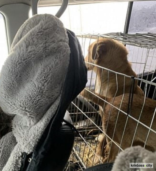 Криворізька волонтерка врятувала 500 тварин із прифронтових територій: як допомогти притулку2