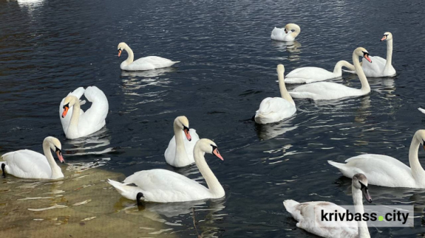 Криворізький вікенд: афіша подій 14 та 15 березня на будь-який смак