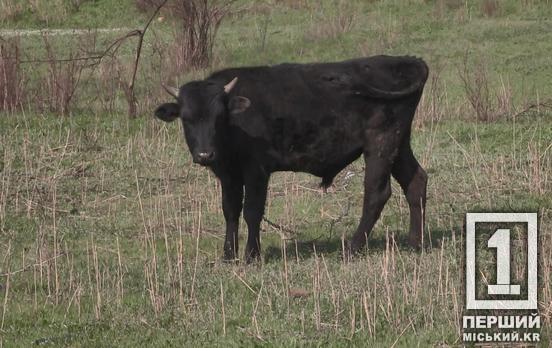 Молочні ферми Дніпропетровщини можуть отримати 50% знижки на професійну підтримку