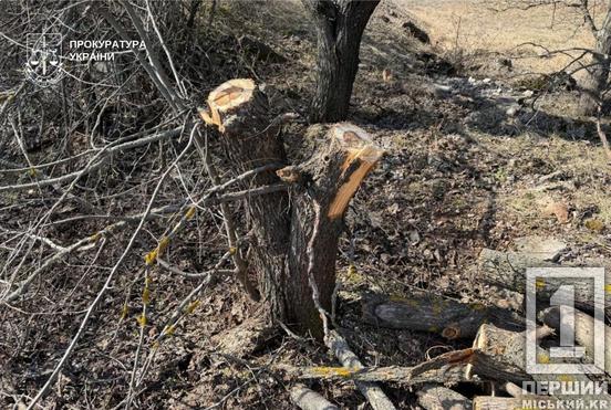 На Криворіжжі судитимуть чоловіка за вирубку дерев у «Візирці»3